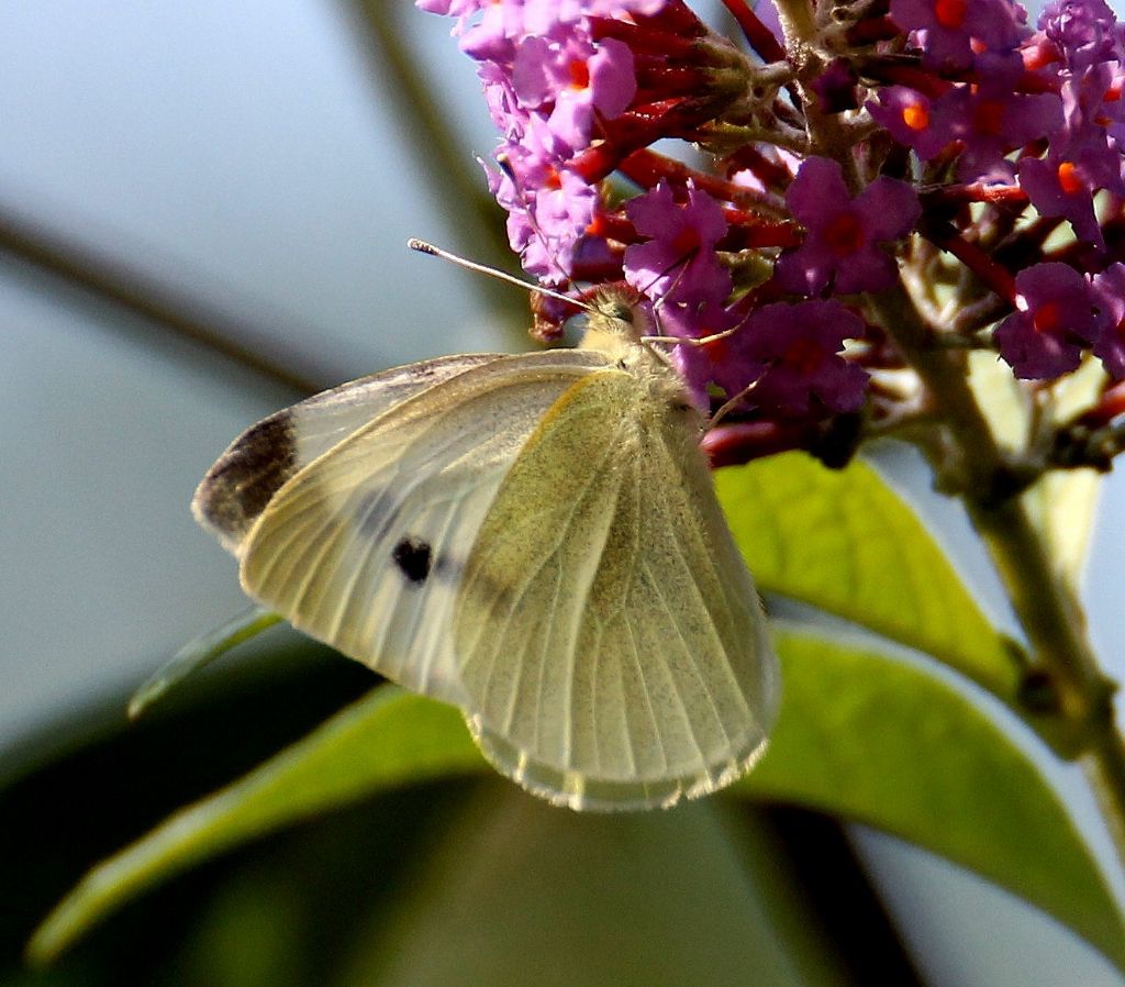 Pieris rapae